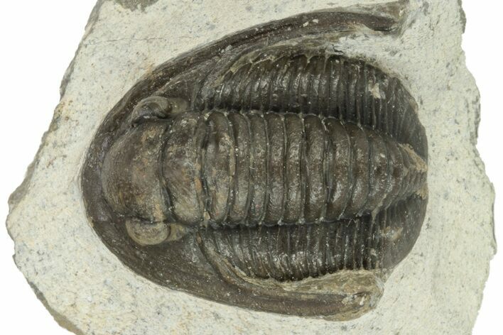 Detailed Cornuproetus Trilobite Fossil - Morocco #229758